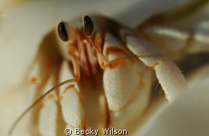 'Eyelashes'
Hermit crab, Maldives by Becky Wilson 